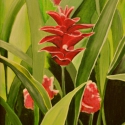 Ginger Lily